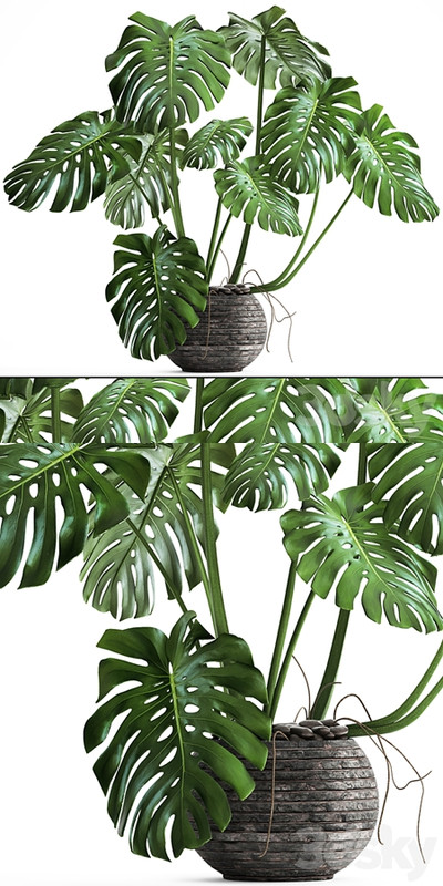 Monstera. monstera, flower stand, bush, thickets, interior, decorative, office plants, pot